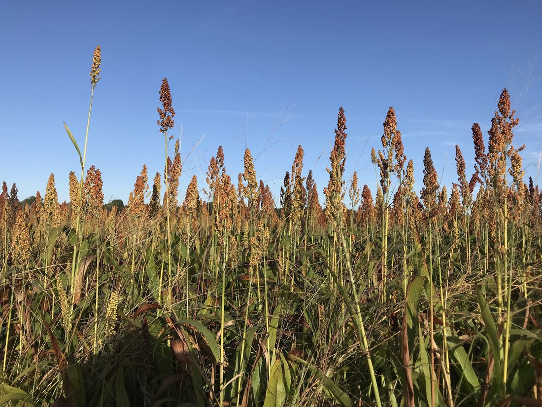 River reeds at the Wicomico